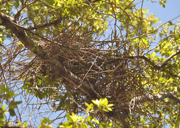 Cooper's Hawk nest
